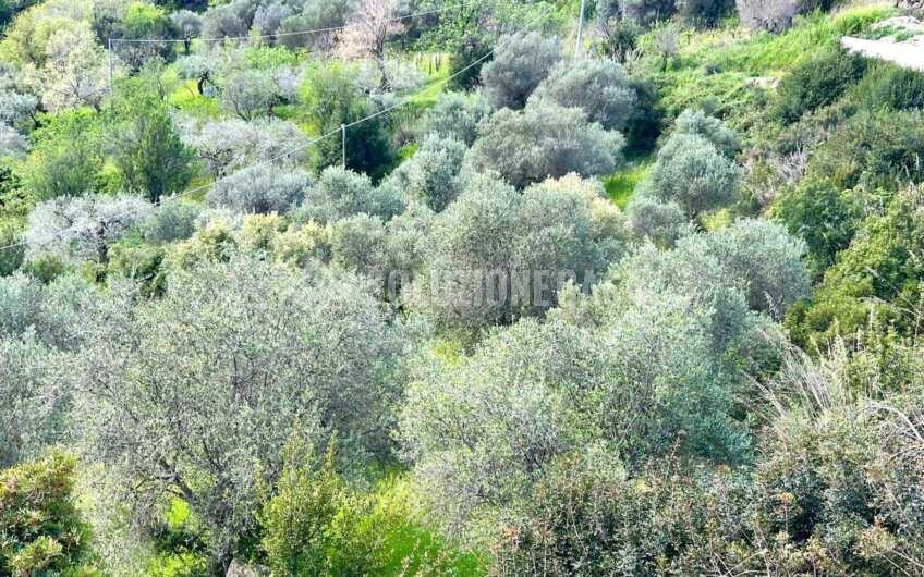 SC1331 Lotti di terreno agricolo con uliveti e agrumeti ad Agropoli loc.tà Fuonti