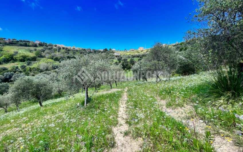 SC1331 Lotti di terreno agricolo con uliveti e agrumeti ad Agropoli loc.tà Fuonti