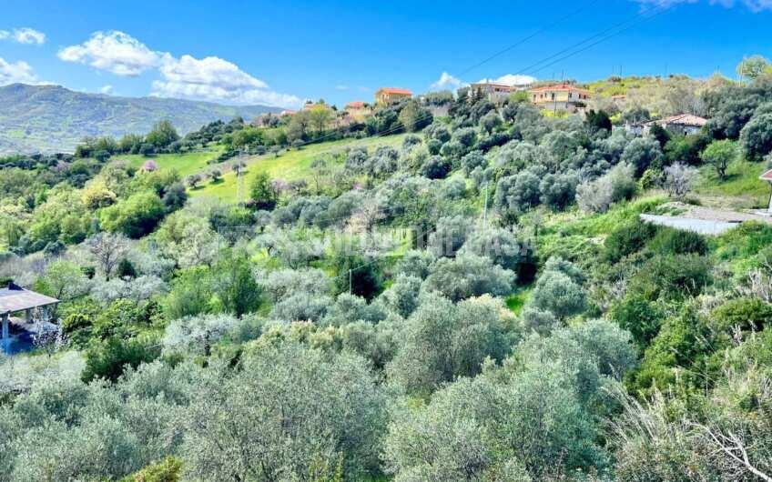 SC1331 Lotti di terreno agricolo con uliveti e agrumeti ad Agropoli loc.tà Fuonti