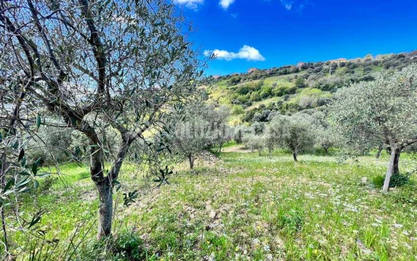 SC1331 Lotti di terreno agricolo con uliveti e agrumeti ad Agropoli loc.tà Fuonti