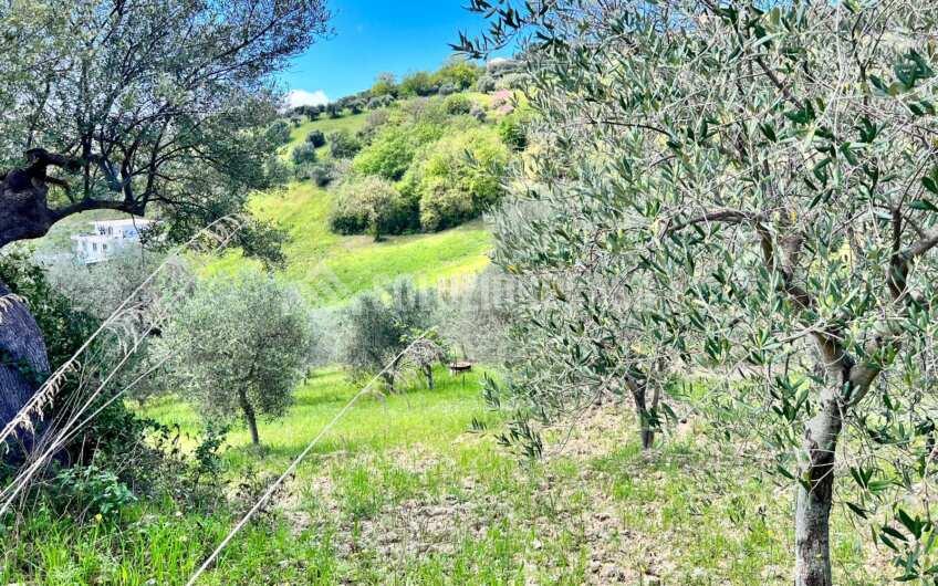 SC1331 Lotti di terreno agricolo con uliveti e agrumeti ad Agropoli loc.tà Fuonti