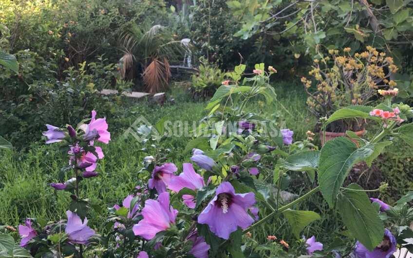 SCD1372 Appartamento al mare con giardino a Villammare Golfo di Policastro