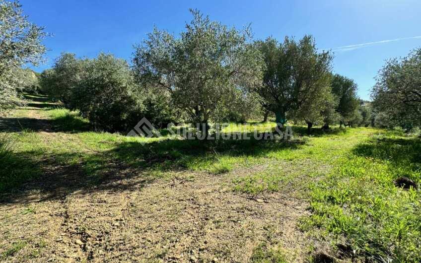 SC1379 Casali in pietra vista mare, con uliveti e frutteti , a  Santa Maria di Castellabate Alano